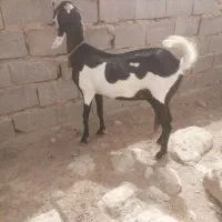 بز پنجابی هیکلی