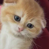 گربه اسکاتیش گلد دو ماهه