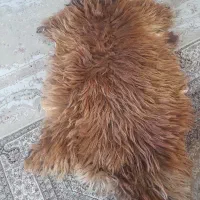 پوست گوسفند