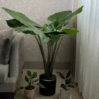 گل بابا آدم دو تنه