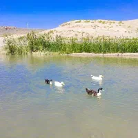 زمین روستای بیار