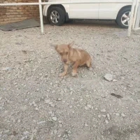 سگ پاکوتاه