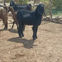 فروش کره نر