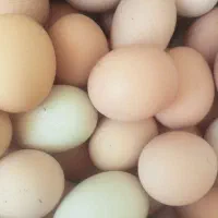 تخم مرغ محلی
