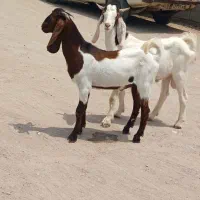 جفت کهره چپش دورگ گلابی با پتیری مناسب