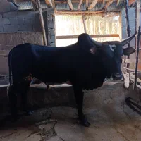 ورزا کوله آث