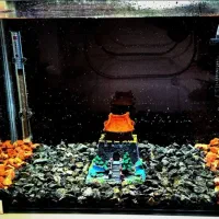 آکواریوم و لوازم و ...