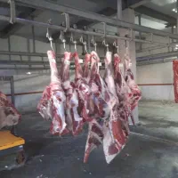 تولید و پخش مایه کباب نخودی و برگری
