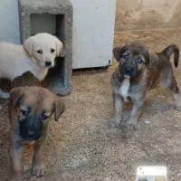 توله عراقی
