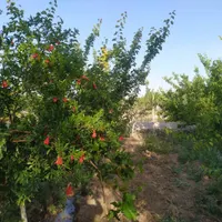 فروش ۶۷۰ متری