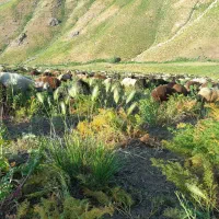 گوسفند باجی