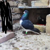 خوشرنگ سیاه باب جفت