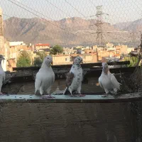 کبوتر دهنجور