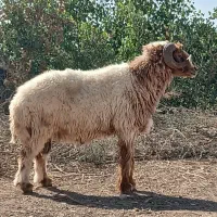 قوچ فحل عراقی لب الجنی