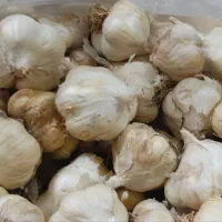 سیر سفید