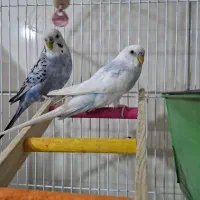 یک جفت مرغ عشق با قفس و وسایل کلی ۱۴۰۰ تومان
