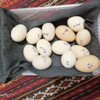 تخم لاری اصیل