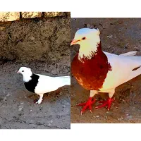 کبوترپرشی طوقی دوکت