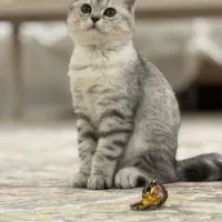 فروش گربه