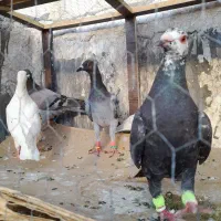 جوجه کفتر