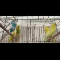 ۲ جفت مرغ عشق