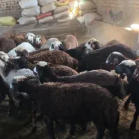 ۲۹ راس بره ماده افشاری