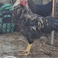 خروس