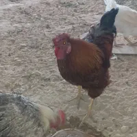 3عدد مرغ 1خروس