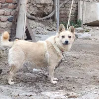 سگ پاکوتاه فروشی