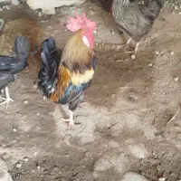 برای فروش