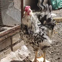 خروس گلین اصل