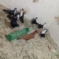 کفتر|پرنده|چترود, |دیوار