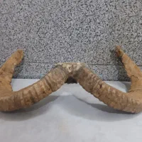 تزئنات شاخ قوچ