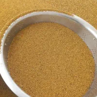 فروش بذر یونجه