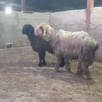 1جفت قوچ داشتی