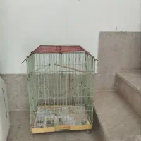 قفس