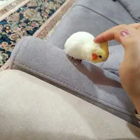 عروس دستی نر سخنگو