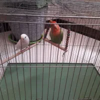 کوتوله زیبا ودستی