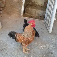 مرغ خروس
