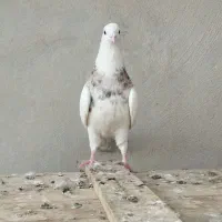 کبوتر