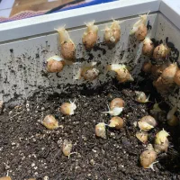 حلزون باقیمت عالی دونه ای ۱۰ هزار