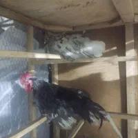 مرغ خروس...جاپنیز