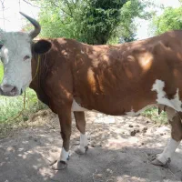گاو و بچه ورزاکوله چالوسی استاندارد