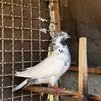 کبوتر ماده کله دم سبز پرشی