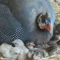 تخم نطفه دار مرغ شاخدار ( مرغ گینه )