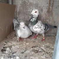 کبوتر نر و ماده آلمانی جفت