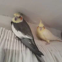 جفت عروس هلندی نر و ماده