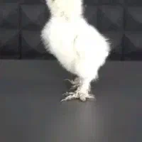 فروش تخم مرغ و جوجه ابریشمی