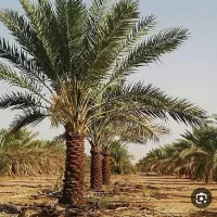 خوشه بندی