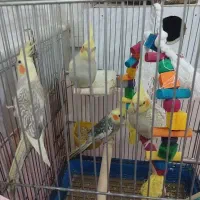 سع عدد عروس هلندی